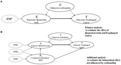 The relationship between lipoproteins and the risk of esophageal cancer: a Mendelian randomization study